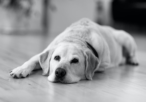 Alpha | Kontorhund 
